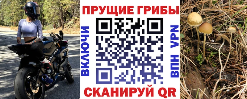 что такое   Нальчик  Галлюциногенные грибы GOLDEN TEACHER 